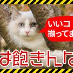 【可愛い】素晴らしき猫の顔　Vo.02【人間顔負け】