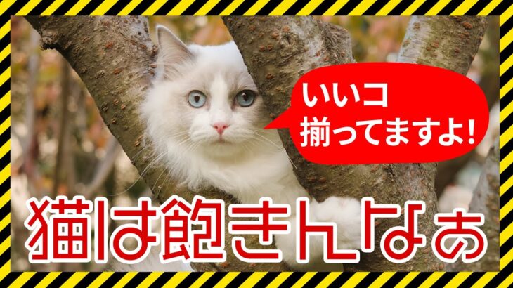 【可愛い】素晴らしき猫の顔　Vo.02【人間顔負け】