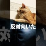 猫にゃ#猫ショート #猫動画 #猫 #おもしろ動画  #cat#猫好きさんと繋がりたい#マンチカン