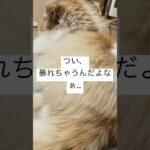 【猫動画】掃除に付き合ってヘトヘトのモグ😹 #ねこ #猫 #かわいい #cat #猫耳 #掃除 #neko