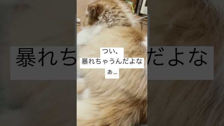 【猫動画】掃除に付き合ってヘトヘトのモグ😹 #ねこ #猫 #かわいい #cat #猫耳 #掃除 #neko