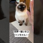 【芸するネコ】 #ねこ #猫 #cat #ペット #shorts #癒し #マンチカン #短足猫 #シールポイント