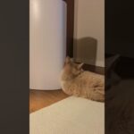 拗ねた子猫のにゃんたくん。 #子猫 #猫 #猫動画 #cat #shorts