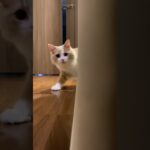 忍び足で近づく子猫のにゃんたくん。#子猫 #猫 #猫動画 #忍者 #おもしろ動画 #cat #shorts #ninja