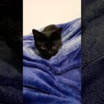 可愛い♡ちゃちゃまる【保護猫】#黒猫#かわいい猫 #子猫#cat#shorts