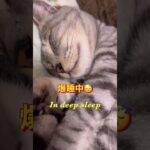 爆睡！deep sleep#shorts#cat#おもしろ猫動画