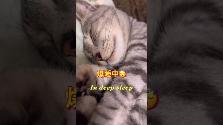爆睡！deep sleep#shorts#cat#おもしろ猫動画