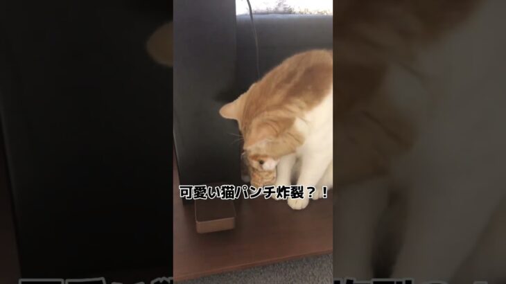 可愛い猫パンチ#shorts#猫動画#癒し#マンチカン