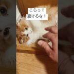 【猫動画】飼い主の手で遊ぶモグ😹 #ねこ #猫 #かわいい #shorts #cat #猫耳 #遊ぶ