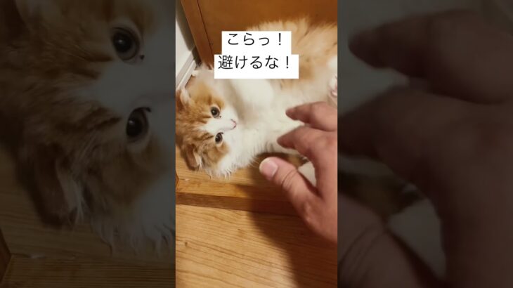 【猫動画】飼い主の手で遊ぶモグ😹 #ねこ #猫 #かわいい #shorts #cat #猫耳 #遊ぶ