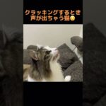 【おもしろ猫】うちの子のクラッキングがなんか違うけど可愛い。#shorts #cat #猫