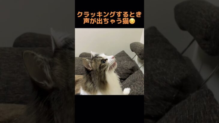 【おもしろ猫】うちの子のクラッキングがなんか違うけど可愛い。#shorts #cat #猫