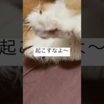 【猫動画】起こされて激おこなモグ😹 #ねこ #猫 #かわいい #shorts #cat #猫耳 #neko