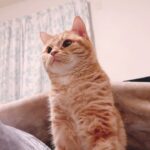 【リラックス】猫と一緒に寝ている気分を味わえる癒し動画 -ちゅーたろう編-