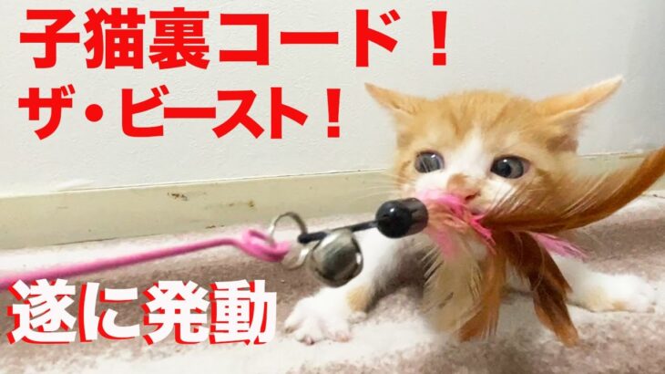 発動！保護子猫裏コード！ザ・ビースト！