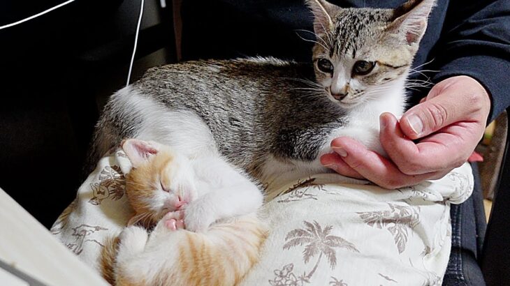 子猫と赤ちゃん猫が初対面した結果…笑