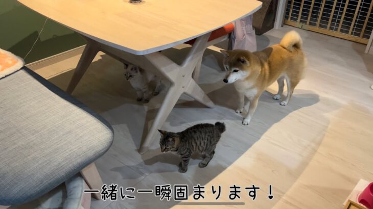 【保護子猫】遂に全員公開❤️先住ちゃん達とご対面第２弾❗️