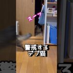 アラフィフと猫。猫のいる毎日がアラフィフの癒し