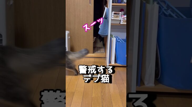 アラフィフと猫。猫のいる毎日がアラフィフの癒し