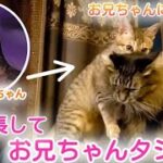 子猫ラウルス急成長！お兄ちゃん達タジタジです笑