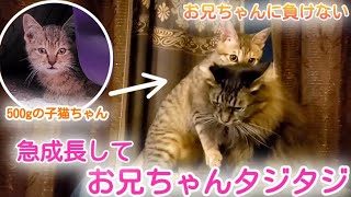 子猫ラウルス急成長！お兄ちゃん達タジタジです笑