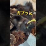 猫とバナナ#黒猫 #動物動画 #猫動画 #おもしろ動画 #バナナ#猫#黒猫#ジジ#猫のいる生活#猫バカ#猫のいる幸せ#黒猫長毛