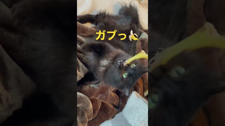 猫とバナナ#黒猫 #動物動画 #猫動画 #おもしろ動画 #バナナ#猫#黒猫#ジジ#猫のいる生活#猫バカ#猫のいる幸せ#黒猫長毛