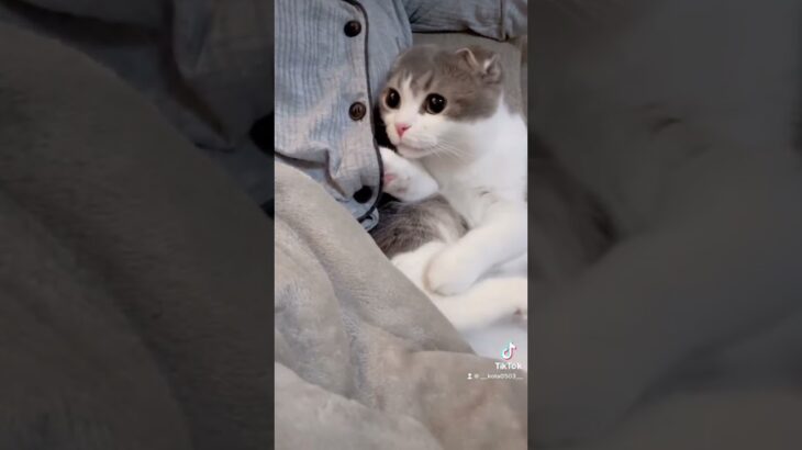 子猫がパジャマの中に入ろうとする動画