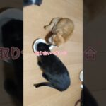 猫の日常#あけおめ猫チャン動画#ハプニング#ご飯#おせち#幸せの時間