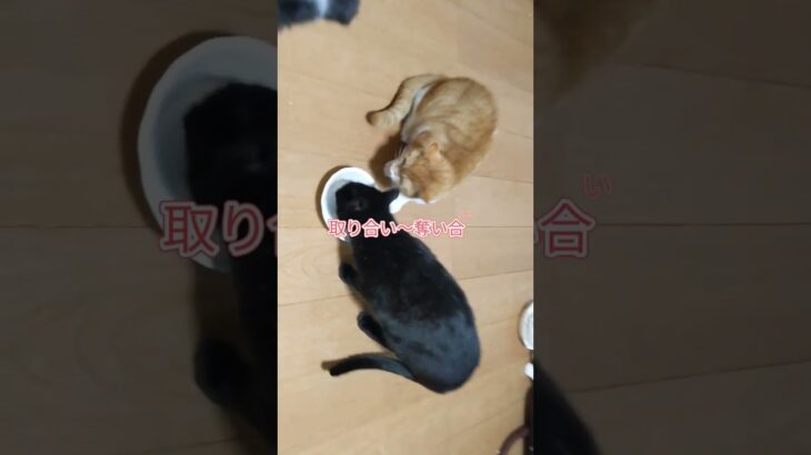 猫の日常#あけおめ猫チャン動画#ハプニング#ご飯#おせち#幸せの時間