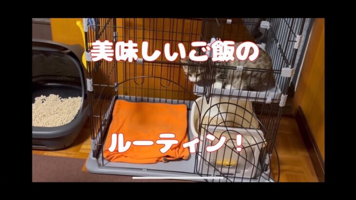 【子猫】かわいいルーティーン　お食事編