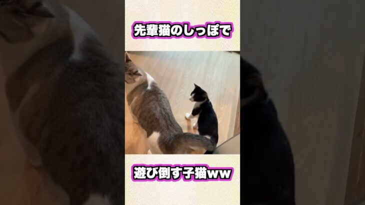 先輩猫のしっぽで遊び倒す子猫さんｗｗｗ