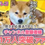 【犬猫アテレコ】チャンネル登録1万人を盛大に？祝う犬猫