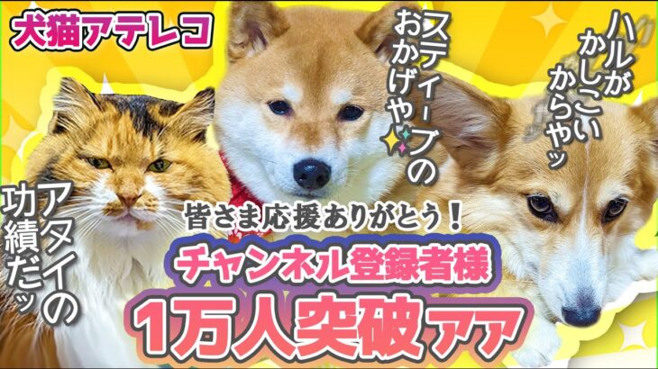 【犬猫アテレコ】チャンネル登録1万人を盛大に？祝う犬猫