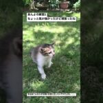 あんよの練習2 #保護猫 #かわいい猫 #猫のいる暮らし