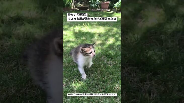 あんよの練習2 #保護猫 #かわいい猫 #猫のいる暮らし