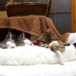 ちび枕の子猫たち　230212