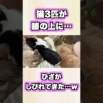 猫3匹全員がひざに乗って来たｗ