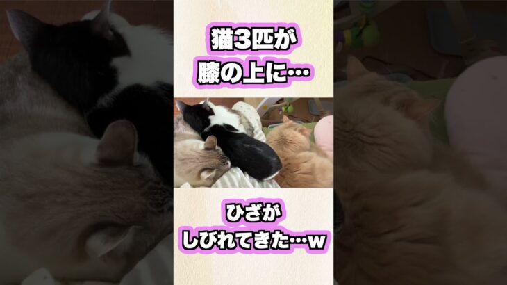 猫3匹全員がひざに乗って来たｗ