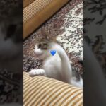 Cut cat 🐈 süße Katzen 🐈 Милые коты 🐈 фильм🐕 かわいい猫🐈の映画🐈 Gatti carini🐈tatli kediler 🐈 Sød kat