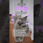 あざとかわいい猫です🤣【サイベリアン・キキのKIKICHANNEL】 #shorts #サイベリアン #猫