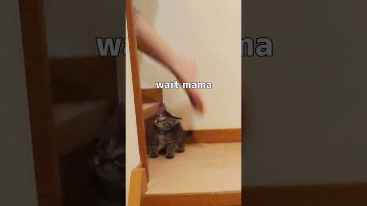 ママを追いかける子猫が可愛いすぎる Kitten chasing after mama is too cute #shorts
