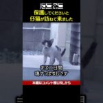 自ら助けを求めた子猫 #Shorts