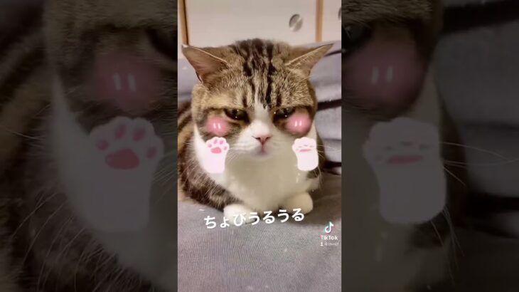 ちょびがうるうるしている動画🥺 #ねこ #ねこのいる生活 #cat #cute #まんちかん #かわいい猫 #おもしろ