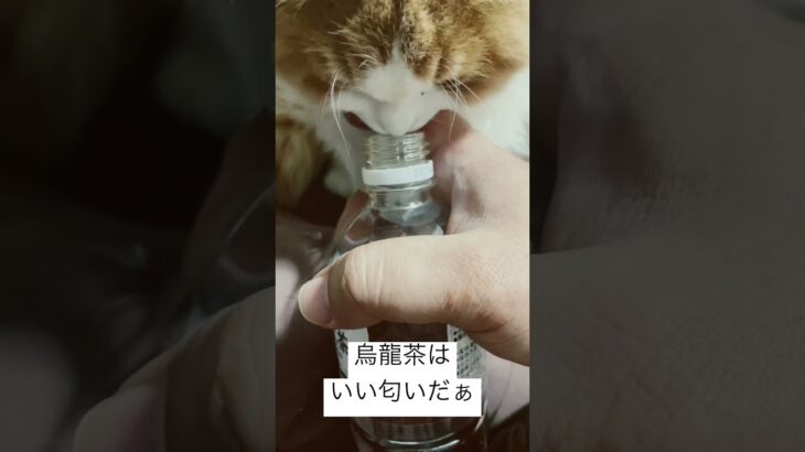 【猫動画】烏龍茶の風味を感じ取るモグ😹 #ねこ #猫 #かわいい #cat #猫耳 #neko #セブンイレブン