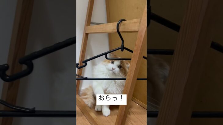 【猫動画】チュールが欲しいモグ😹 #ねこ #猫 #かわいい #cat #猫耳 #neko