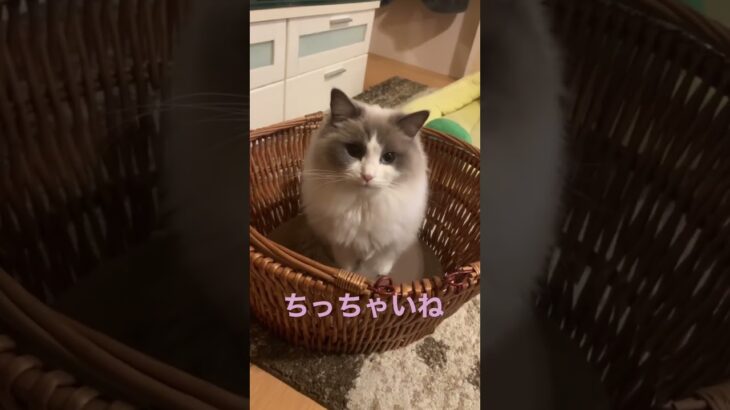 ラグドール 猫カフェ気分 もふもふ 猫かわいい動画 猫癒し動画 ちび猫 ぬいぐるみ 猫動画 ragdoll @minamin.ch.2022