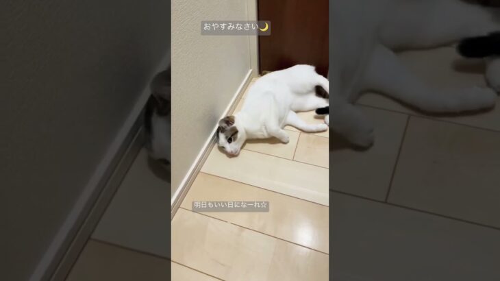 #shorts #かわいい猫 #猫 #ロディーアンドソフィー #おもしろ動画 #猫動画 #癒し猫 #おやすみ #明日もいい日になーれ