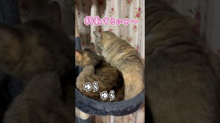 猫さんハプニングです！ #shorts