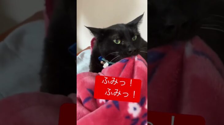 ふみふみが激しすぎる猫のテディ🐈‍⬛　　　　#shorts #猫 #cat #catvideos #ねこ #ネコ #猫動画 #猫好き #おもしろ動画 #かわいい #catlover